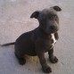 blue pit tenia 2 meses ahora ya tiene 7